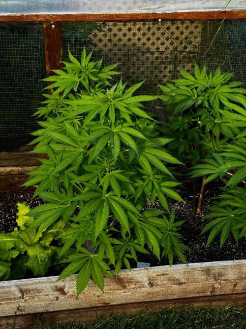 3 Strains 4 plants. Week 4