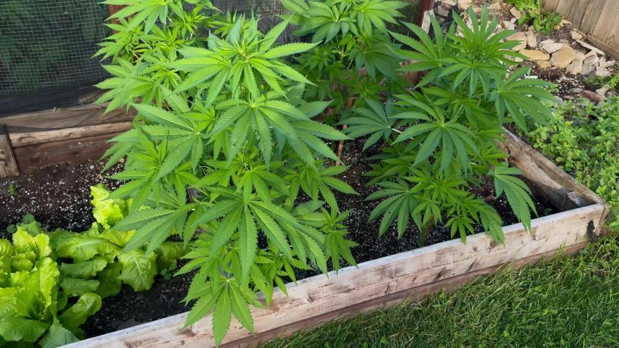 3 Strains 4 plants