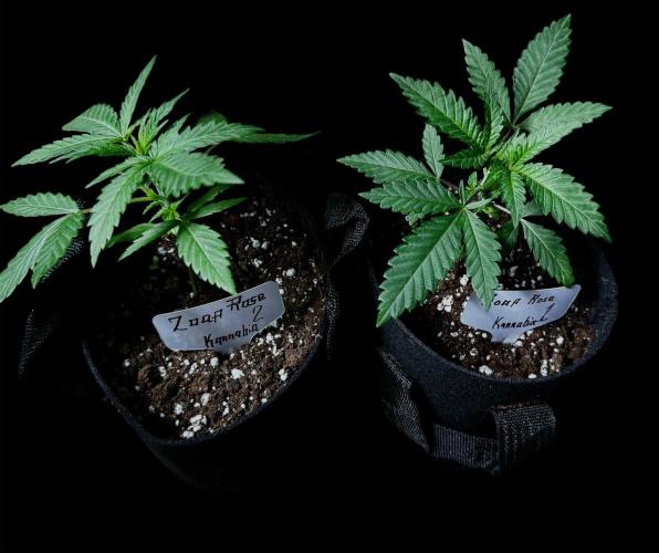Zoap Rose. Week 4