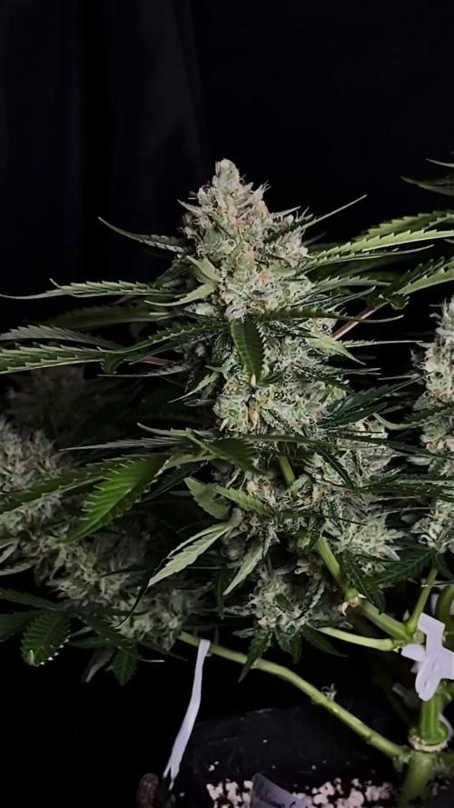 Delicious Cookies Auto #3?