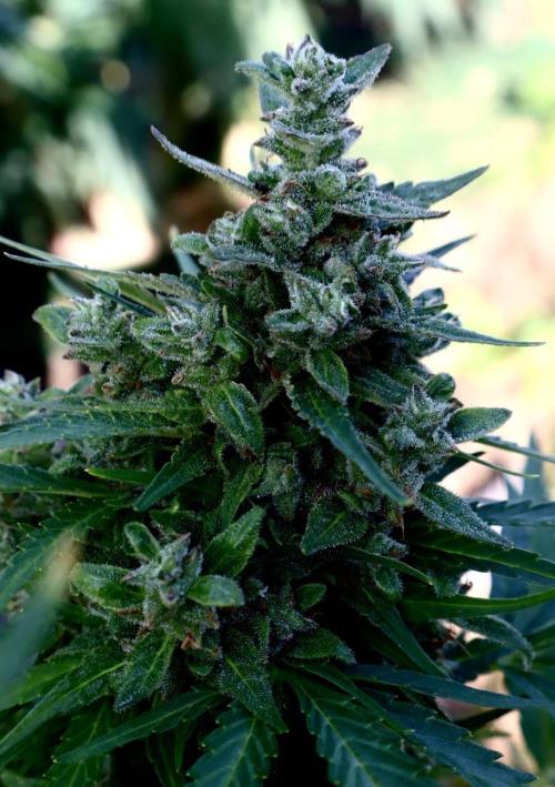 Black Orchid auto. Week 11 - Pheno 2 