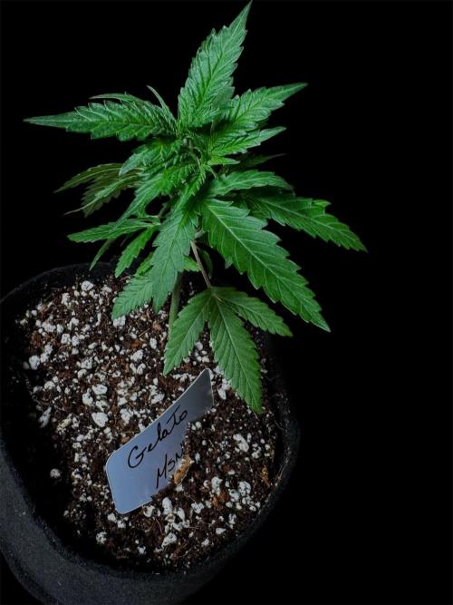 Gelato. Week 5