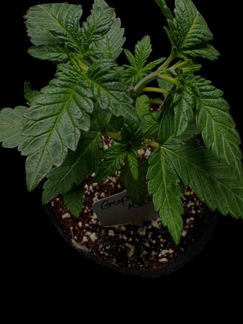 Grape Glacier. Week 5