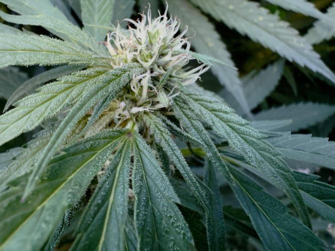 Candy Cream Go Fast. Week 20