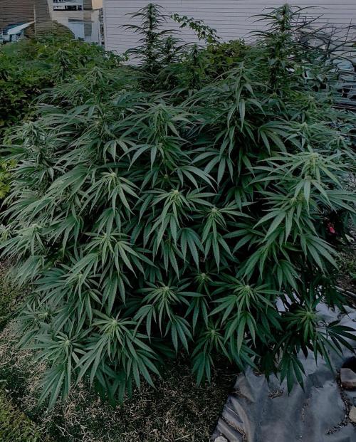 Candy Cream Go Fast. Week 20