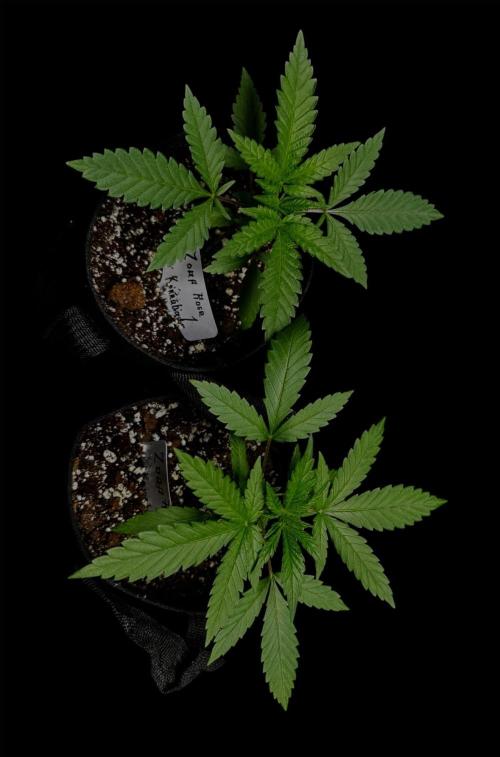 Zoap Rose. Week 4