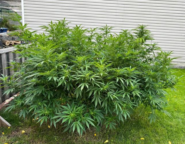 White Widow. Week 22