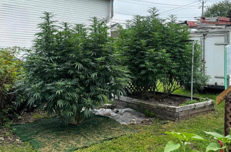 Candy Cream Go Fast. Week 20