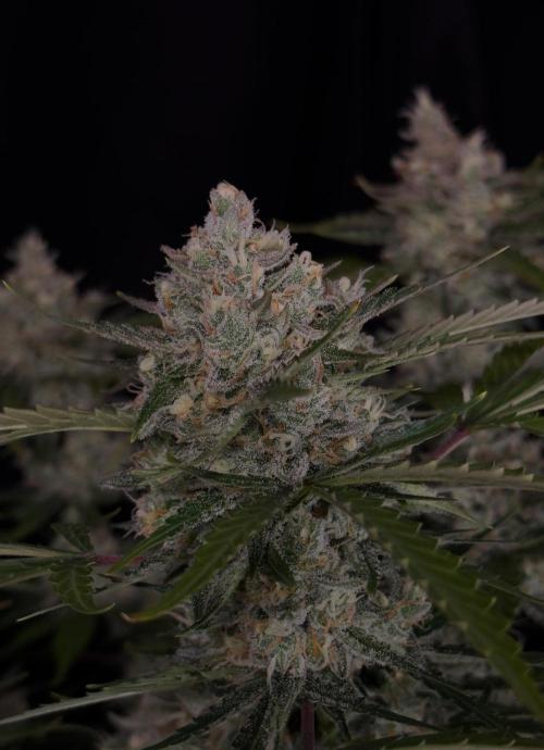 Delicious Cookies Auto #3?. Week 11