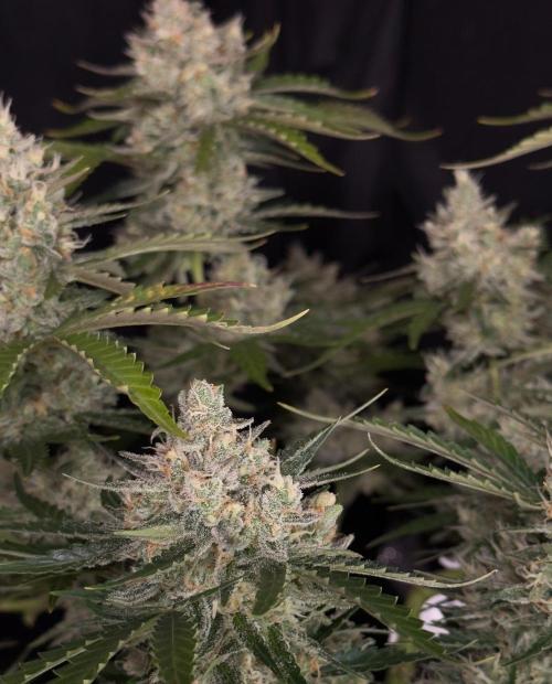 Delicious Cookies Auto #3?. Week 11