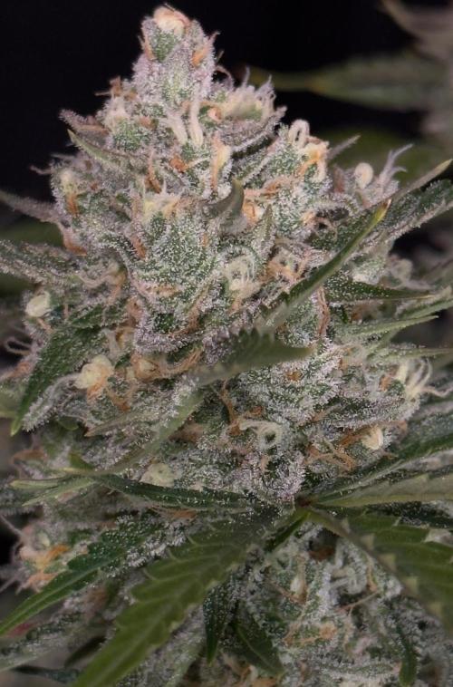 Delicious Cookies Auto #3?. Week 11
