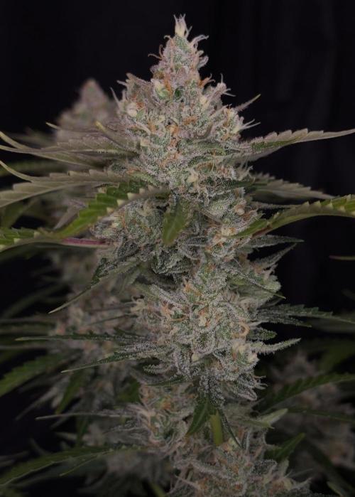 Delicious Cookies Auto #3?. Week 11