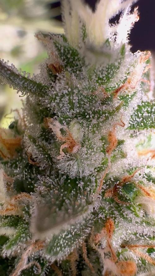 Delicious Cookies Auto #3?