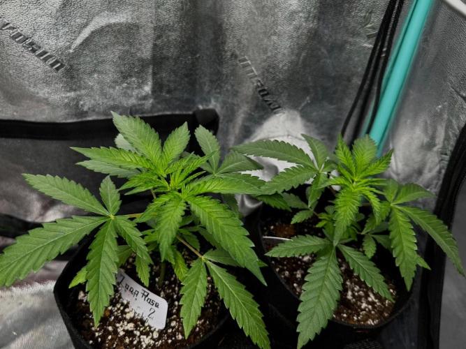 Zoap Rose. Week 4