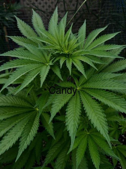 3 Strains 4 plants. Week 4