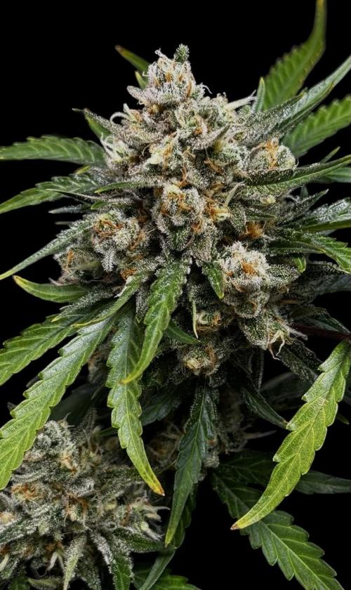 Delicious Cookies Auto #3?. Week 11