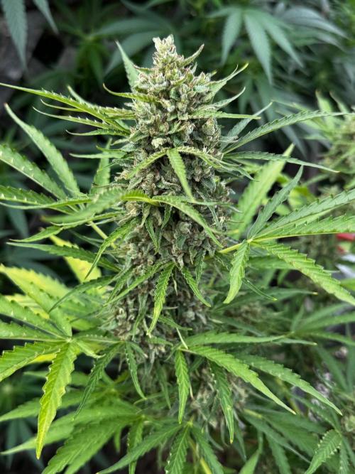 Black Orchid auto. Week 11