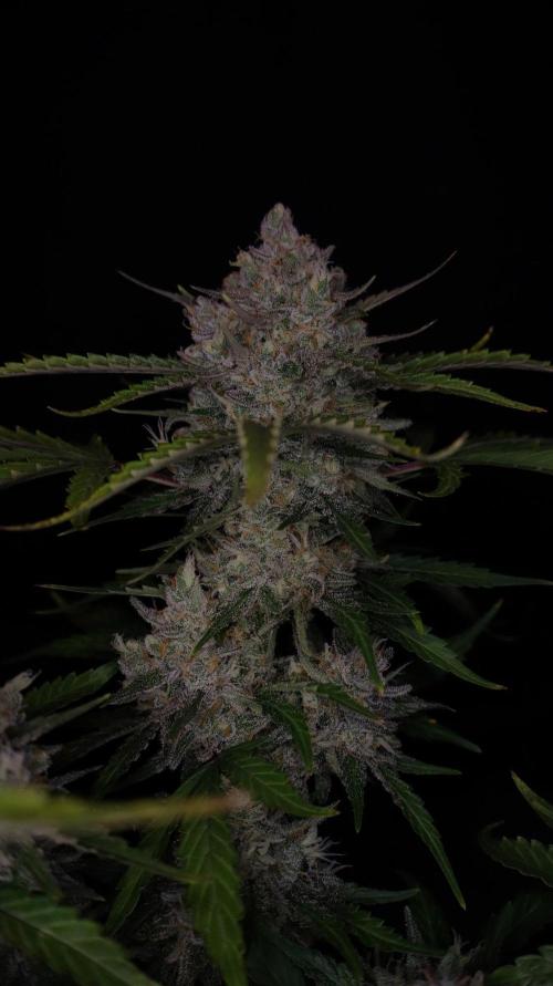 Delicious Cookies Auto #3?. Week 12