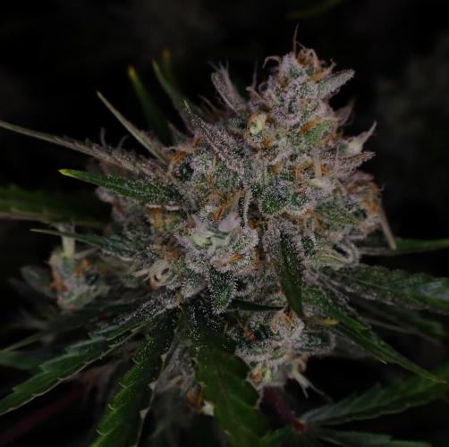 Delicious Cookies Auto #3?. Week 12