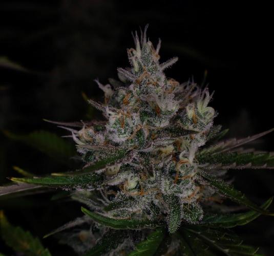 Delicious Cookies Auto #3?. Week 12
