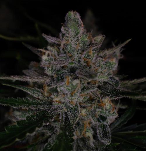 Delicious Cookies Auto #3?. Week 12