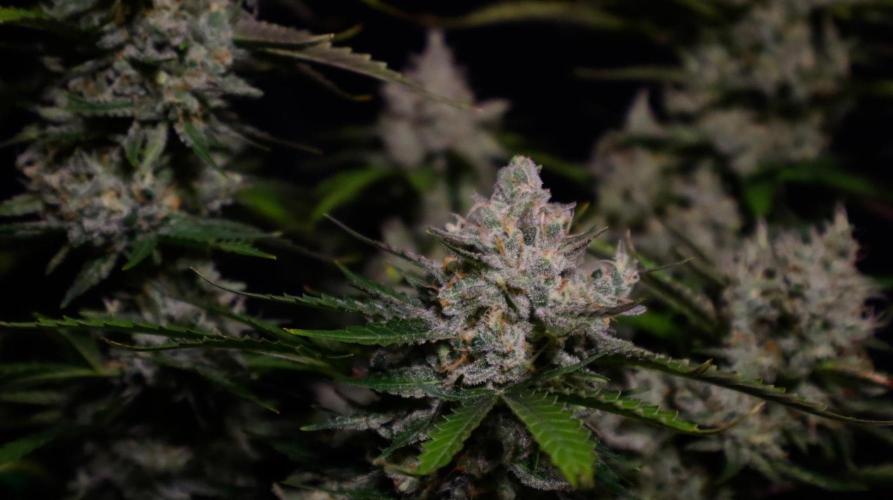 Delicious Cookies Auto #3?. Week 12