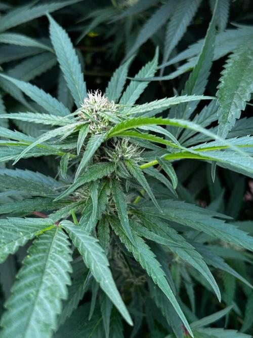 Candy Cream Go Fast. Week 21