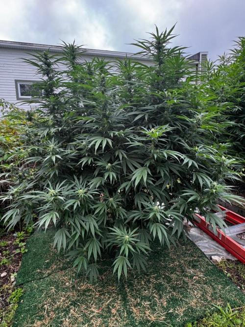 Candy Cream Go Fast. Week 21