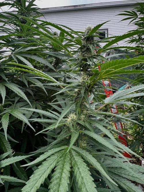 Candy Cream Go Fast. Week 21