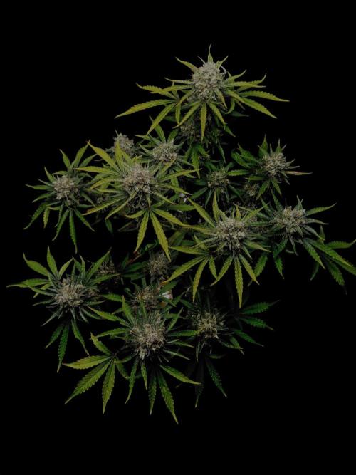 Delicious Cookies Auto #3?. Week 12