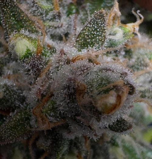 Delicious Cookies Auto #3?. Week 12