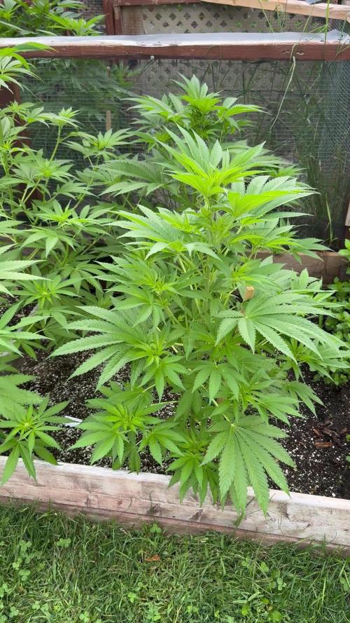 3 Strains 4 plants