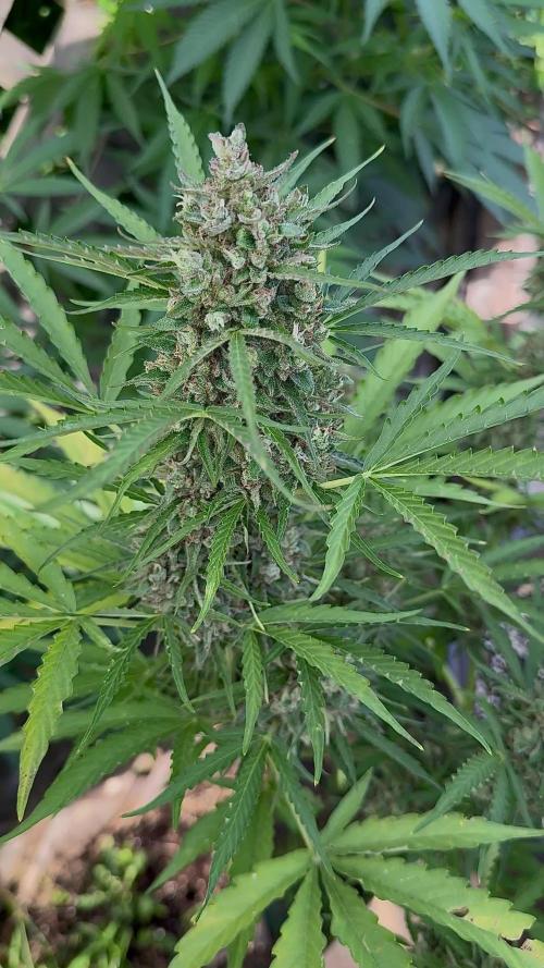 Black Orchid auto
