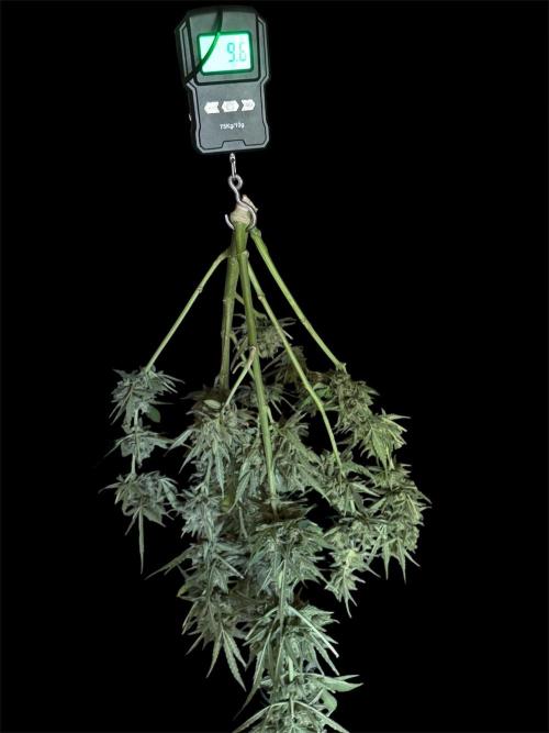 Black Orchid auto. Week 12