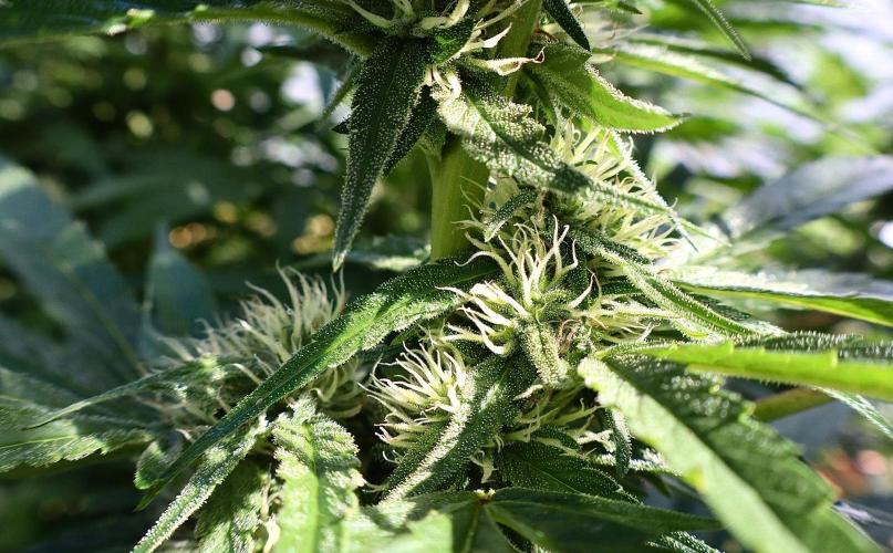 Candy Cream Go Fast. Week 21