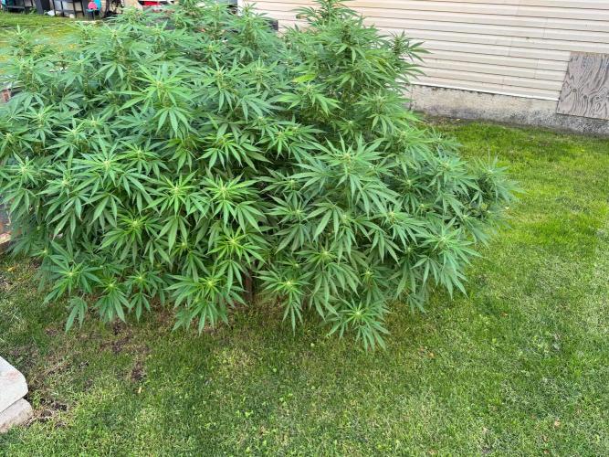 White Widow. Week 23
