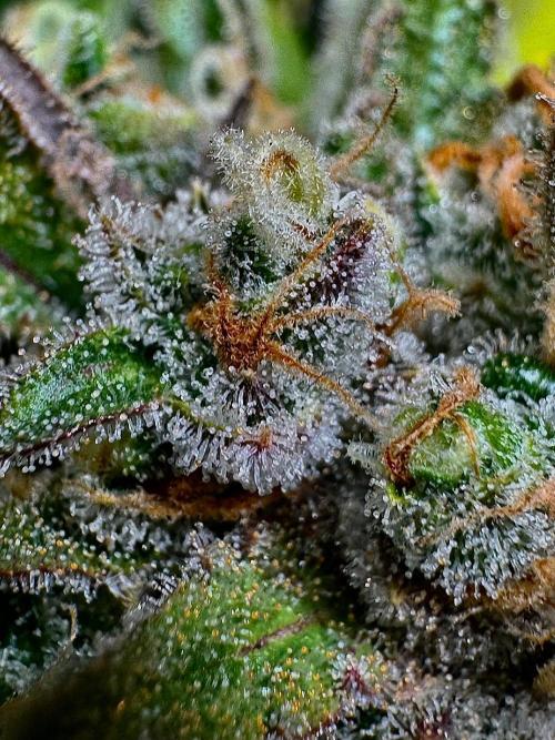 Delicious Cookies Auto #3?. Week 13