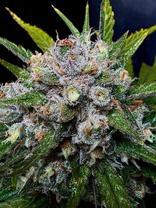 Delicious Cookies Auto #3?. Week 13