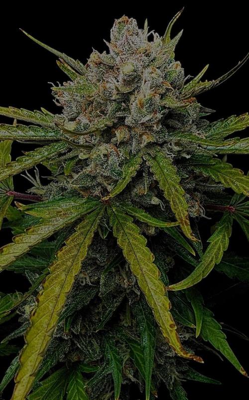 Delicious Cookies Auto #3?. Week 13
