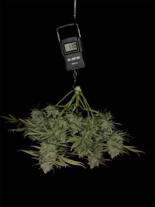 Delicious Cookies Auto #3?. Week 13