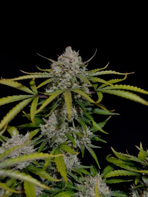Delicious Cookies Auto #3?. Week 13