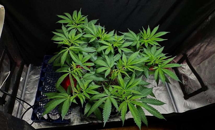 Bay Burger. Week 10