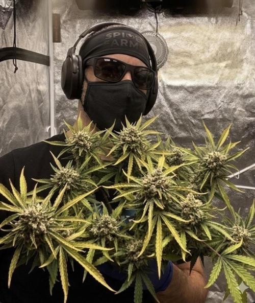 Delicious Cookies Auto. Week 13