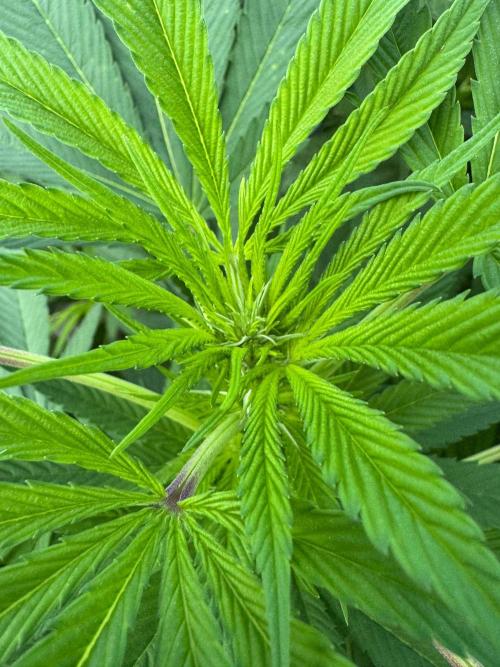 Golosa. Week 16