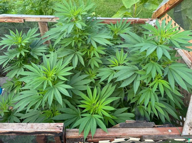 Golosa. Week 16