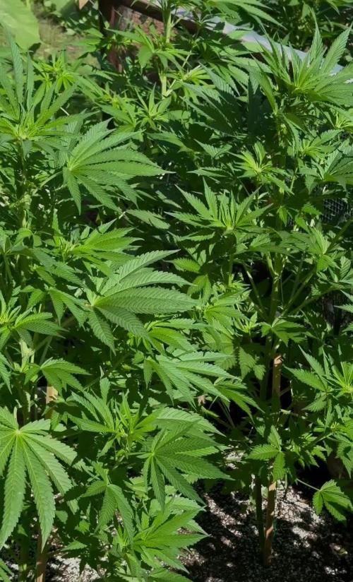 3 Strains 4 plants
