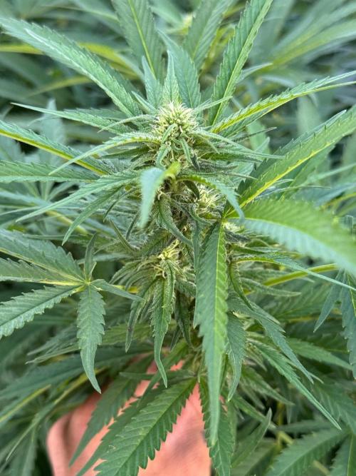 White Widow. Week 23