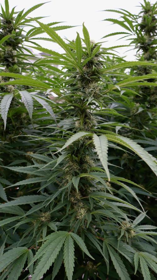 Candy Cream Go Fast. Week 22