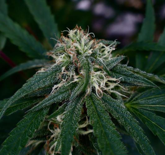 Candy Cream Go Fast. Week 22