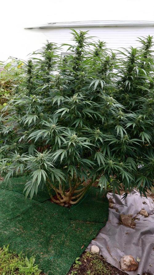 Candy Cream Go Fast. Week 22